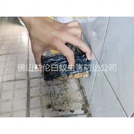 狮山诱杀白蚁危害工程